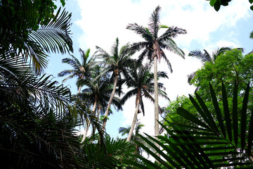 石垣島　米原のヤエヤマヤシ群落