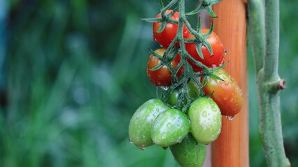 pomidory, tomatoes