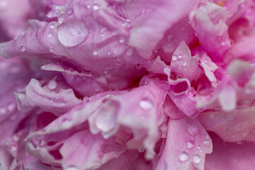 Pink Peony flower petal texture close up with water droplets
