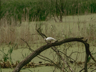 Tern on a branch