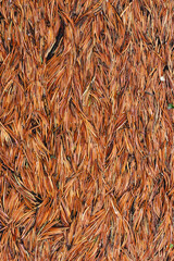 Dried and fallen pine needle texture
