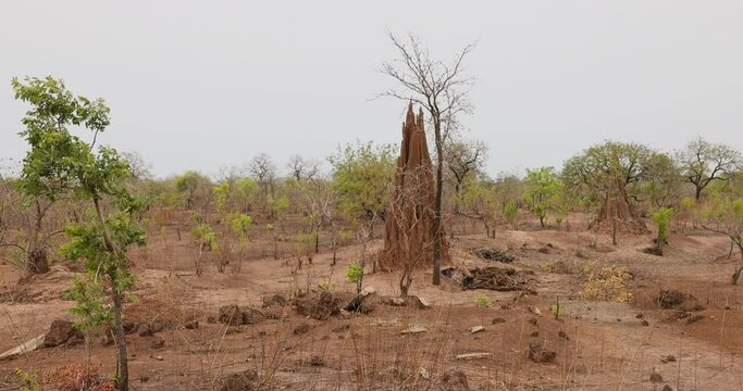 Termite hills savannah northern Ghana Africa pan. Arid northern region near border of Burkina Faso in West Africa. Colony of ants or termites build tall dirt towers.