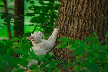 white cat in green bush of park outdoor environment space try to catch somethin on tree sunny domestic pet scene on nature