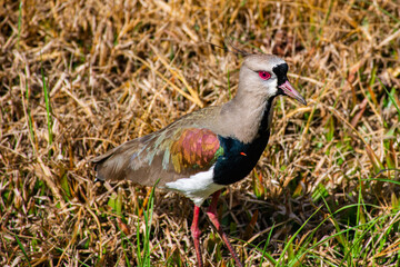 bird on grass red eye quero-quero