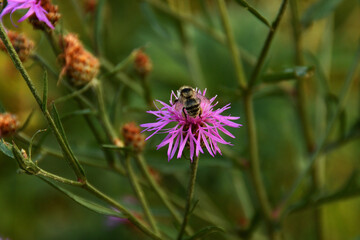 A toiler bee flew to the purple cornflower in the field, in the shade of a bush on a sunny evening.