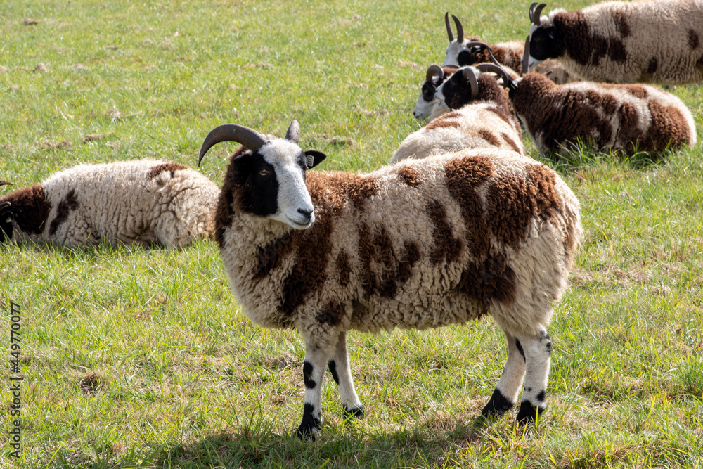 Sticker Herd of Jacob sheep in a field under the sunlight in the countryside