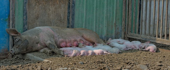 PIGS: Sleeping sow and her thirteen piglets.
