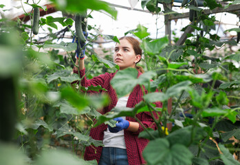 Young lady harvesting cucumbers in large warm house.