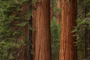 Sequoia tree forest in California