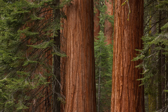 Fototapeta Sequoia tree forest in California