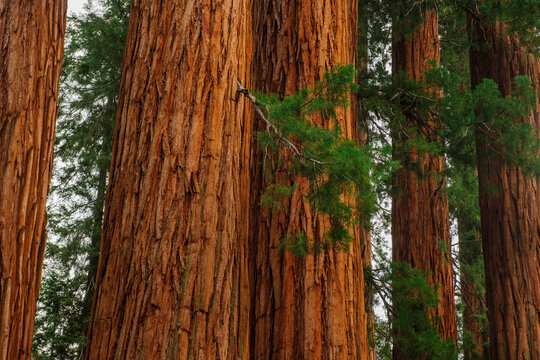 Sequoia tree forest in California