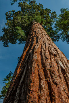 Sequoia tree in California