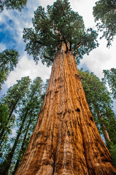Sequoia tree forest in California