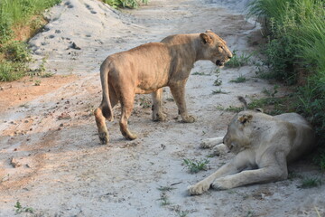 lion and lioness