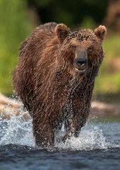 Foto op Aluminium Brown bear fishing for salmon in the river. Bear chasing sockeye salmon at a river. Front view, closeup. Kamchatka brown bear,  Ursus Arctos Piscator. Natural habitat. Kamchatka, Russia © Uryadnikov Sergey