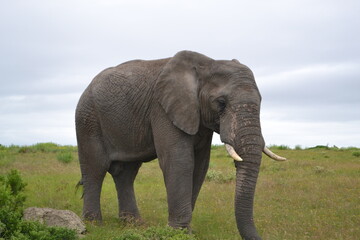 Fototapeta na wymiar Elephant Side Profile