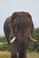 Obraz premium elephant