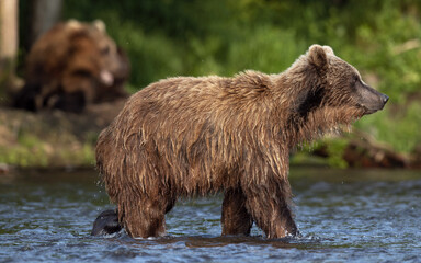 Brown bear on the river fishing for salmon. Sunny day.  Brown bear chasing sockeye salmon at a...