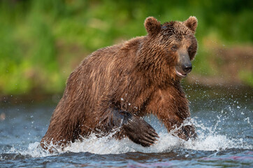 Brown bear running on the river and fishing for salmon. Brown bear chasing sockeye salmon at a river.  Kamchatka brown bear, scientific name: Ursus Arctos Piscator. Natural habitat. Kamchatka, Russia.