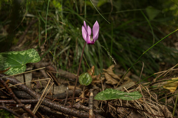 Cyclamen purpurascens (Alpine, European or purple cyclamen) is a species of flowering plant in the genus Cyclamen of the family Primulaceae, native to central Europe.