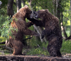 Two brown bears fight in the forest.  Standing on hind legs.  Kamchatka brown bear, Ursus Arctos Piscator. Natural habitat. Kamchatka, Russia