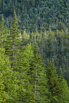 Alpine region of White Mountains from the Kanc Highway