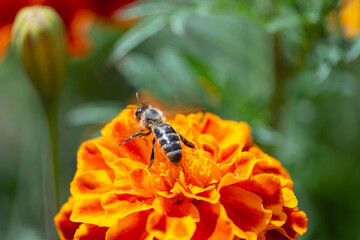 Fototapeta premium A bee sits on a marigold flower.