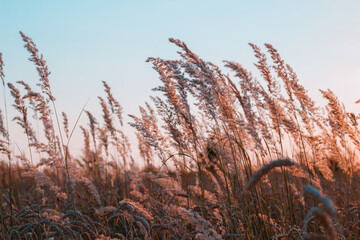 Ears of golden thin-legged grass at sunset.