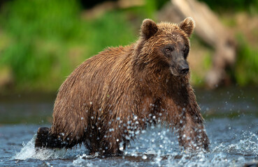 Brown bear running on the river and fishing for salmon. Brown bear chasing sockeye salmon at a river.  Kamchatka brown bear, scientific name: Ursus Arctos Piscator. Natural habitat. Kamchatka, Russia.