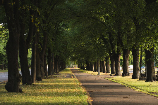 Beautiful green street looking as a trees tunnel in Uzvaras Victory Park from Riga, the capital city of Latvia, famous European baltic country