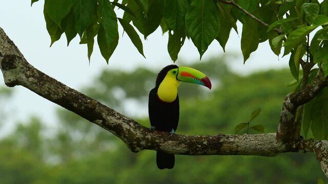 Keel-billed Toucan - Ramphastos sulfuratus  also known as sulfur-breasted toucan or rainbow-billed toucan, member of the toucan family, national bird of Belize. Sit on the branch and fly away