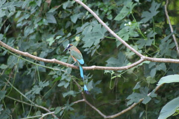 Eumomota superciliosa
turquoise-browed motmot
yucatan