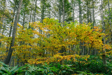 木の葉が色づく秋晴れの森