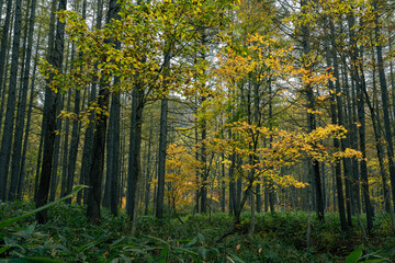 木の葉が色づく秋晴れの森