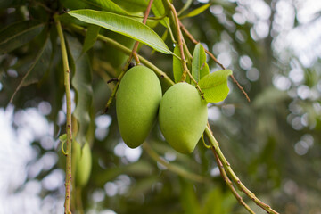 A bunch of young mango with blur leaf background. 
