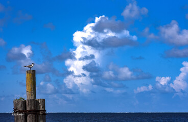 Sea Gull at Marina