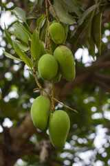 Bunch of green ripe mango on tree in garden. Selective focus