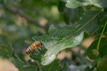 bee on a leaf