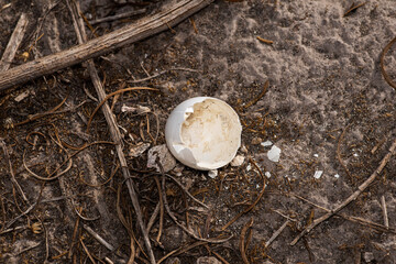 mushroom in the grass