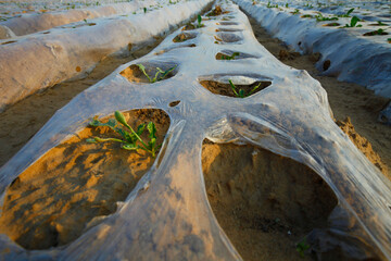 Plastic mulching cropland
