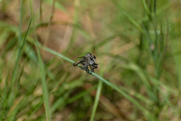 dragonfly on the grass
