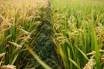 Obraz premium The autumn rice fields
