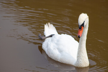 White Swan swimming in a pond