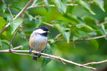 black-capped chickadee