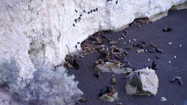 Sea lions under the icy rock of reef on the coastal beach playing around. Rocky rocky with the sea lions and the birds around. Pollution of ocean life. 