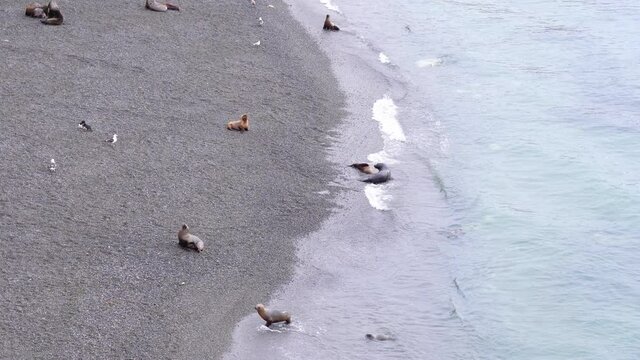 sea wolf swimming in the coastal beach of the ocean. Birds and the sea wolf swimming. Ocean water swash on the coastal bleach