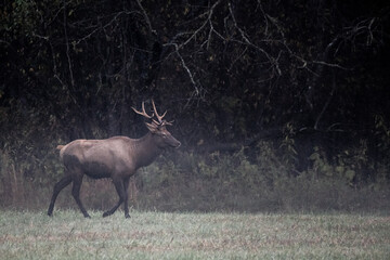 Bull Elk Trots Across Field