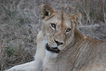 Obraz na płótnie Canvas Lioness in The African Savanna, Hoedspruit, South Africa. 