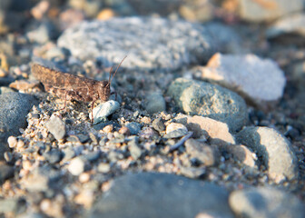 grasshopper on rocks and gravel in summer