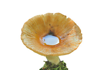 Edible mushroom russula (Russula pectinata) - obrazy, fototapety, plakaty